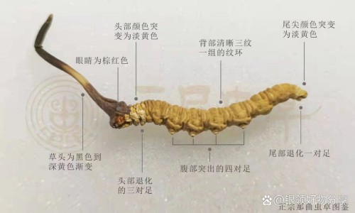 术后热的症状-专业术后燥热正常持续多久平台-手术后热